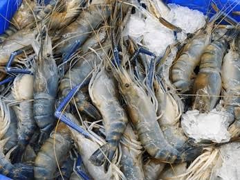 Fresh Fresh Local Prawns - Quality Non-Veg Mart Guwahati