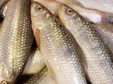 Fresh Labeo Bata / Lachim Bhangon Fish - Quality Non-Veg Mart Guwahati